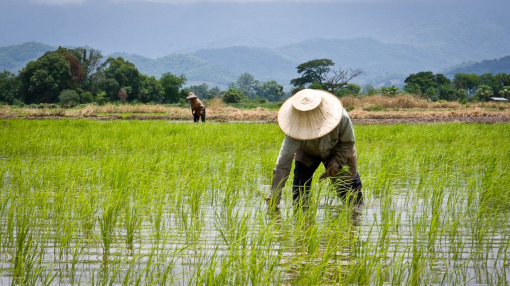 Vietnam's rice exports prices soar - Photo : Siebe Baarda