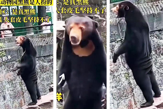 Sun Bear in China Zoo