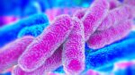 Legionella Bacteria