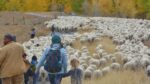 Trailing of the Sheep Festival Image 2