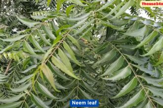A neem leaf is beneficial for health