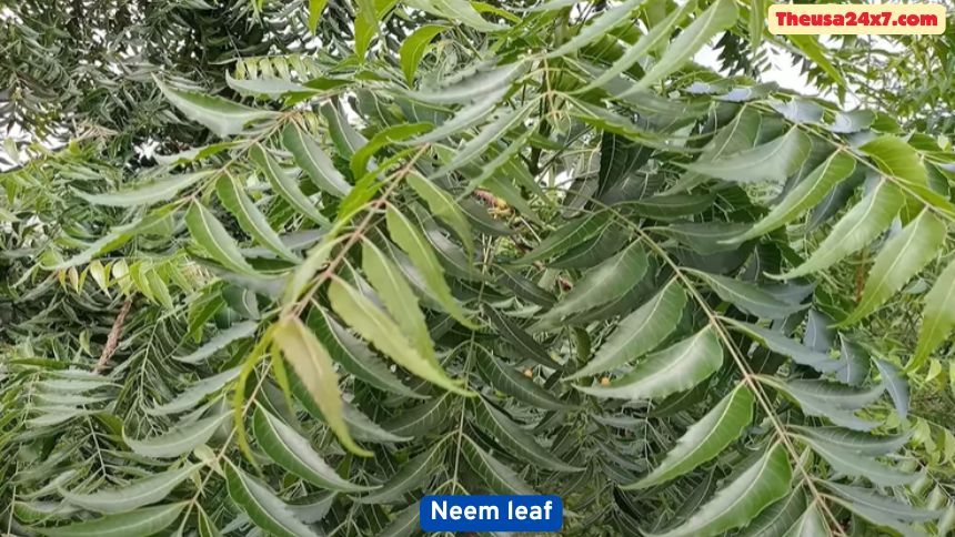 A neem leaf is beneficial for health
